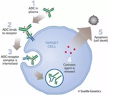 MtoZ Biolabs offers highly sensitive and accurate Antibody-Drug Conjugate (ADC) Analysis service based on high-throughput liquid chromatography and high-resolution mass spectrometer technology.